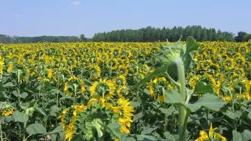 désherbage du tournesol